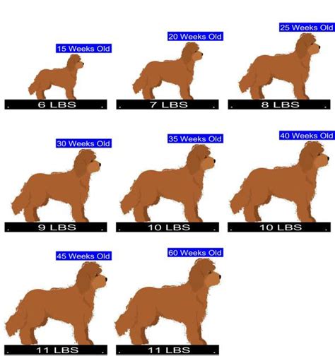 Cockapoo Weight Chart 的图像结果