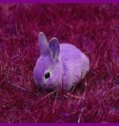 Image result for Dark Pink Rabbit On a Nest