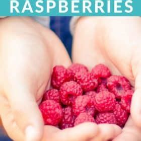 Image result for Easy DIY Raspberry Support