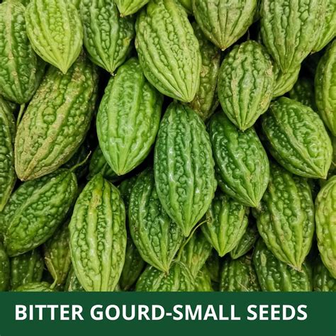 Farmgokart |BITTER GOURD SMALL (KARELA) HYBRID F1 SEED | 10 Seeds Per ...