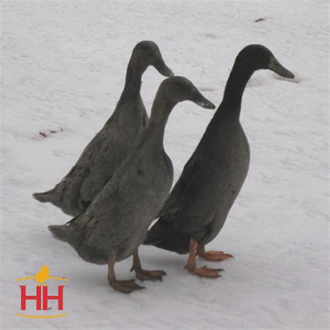 Blue Runner Duck- Straight Run | Hoover's Hatchery