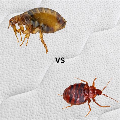 Fleas Vs Bed Bugs: How To Tell Them Apart | Candor Pest Control