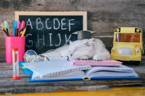 un pequeño blanco gatito en un graduados sombrero y lentes para visión ...