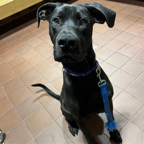 Black Great Dane Lab Mix