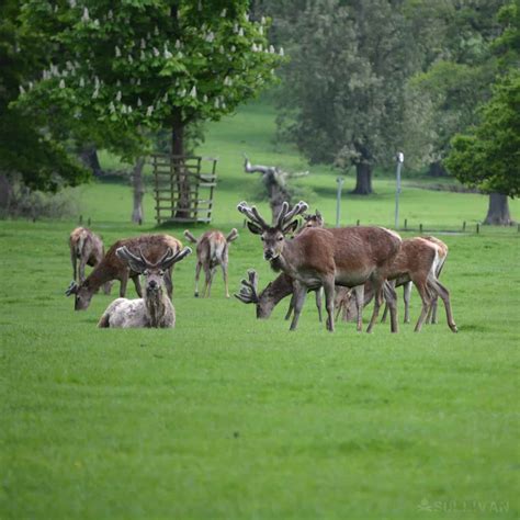 So, Are Deer Dangerous?