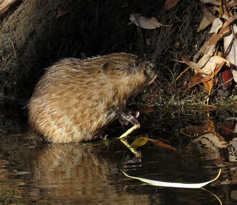 December Nature Almanac: Muskrats Cozy up in Winter — Boulder County ...