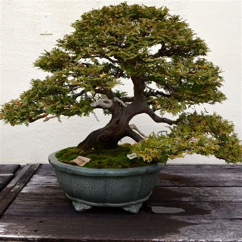 Pin by Luisa Gonzalez on Bonsai trees lover | Bonsai trees for sale ...