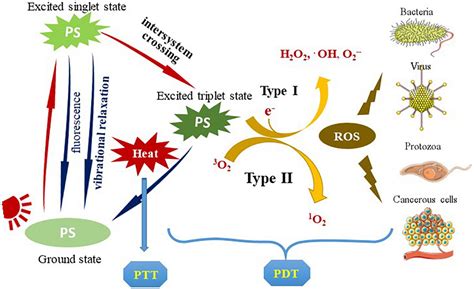 Frontiers | The photosensitizer-based therapies enhance the repairing of skin wounds