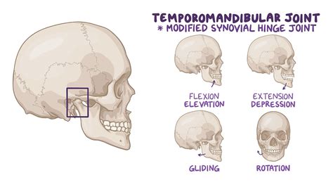 What Is Tmj Of The Jaw at Stefanie Norton blog