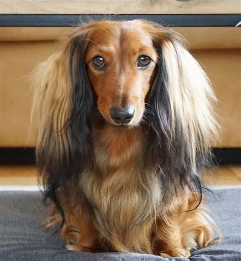 Long Haired Dachshund on Bed