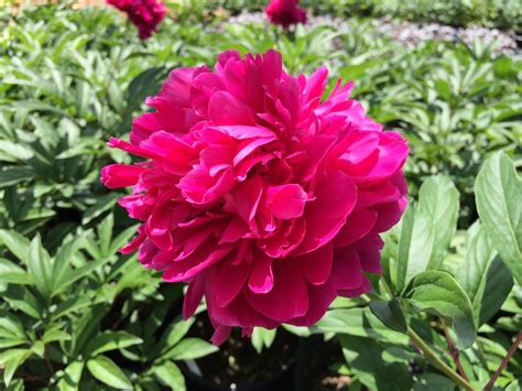 Peony – Karl Rosenfield 2g - Latham's Nursery | Peonies, Paeonia ...