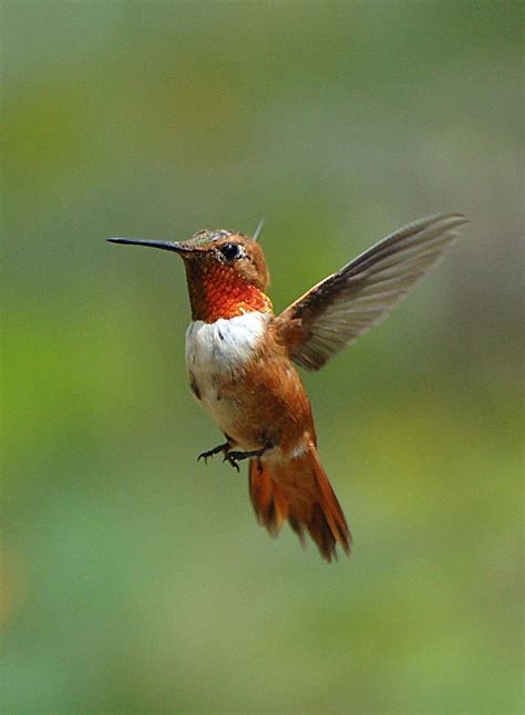 Hummingbird species in NC: Color, size, characteristics | Raleigh News ...