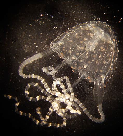 Irukandji Jellyfish Facts and Adaptations (Can They Kill You? Are they spreading?) – Animals FYI