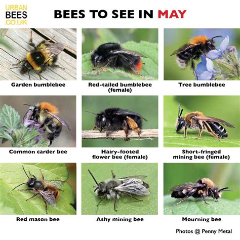 Image result for Bee Coding Java