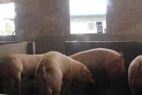 九龙建成繁育养殖一体化生猪养殖场 住楼房吹空调有地暖 这里的猪儿“待遇”很特别藏地阳光新闻网