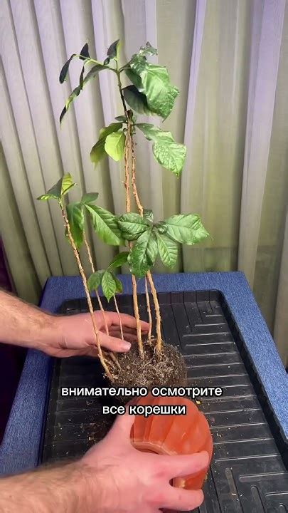 Как дома вырастить кофе часть1 - YouTube