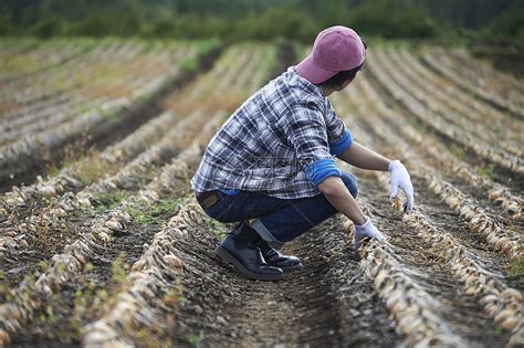 农地里干活的年轻人高清图片下载-正版图片502051093-摄图网
