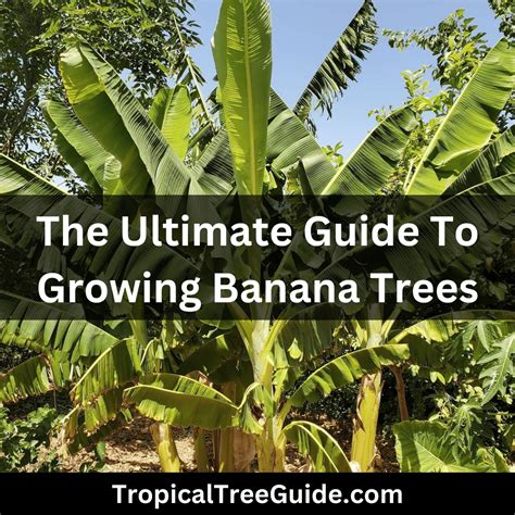 How To Plant A Banana Tree: A Practical Guide For Home Growers