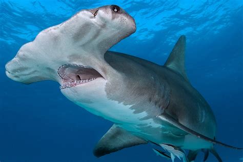 Hammerhead Shark Eating A Fish