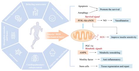 RETRACTED: Cardiovascular Disease and Exercise: From Molecular Mechanisms to Clinical Applications