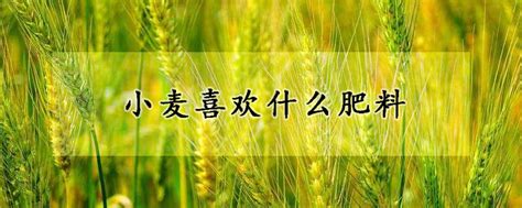 小麦系列_产品展示_安徽华皖种业有限公司