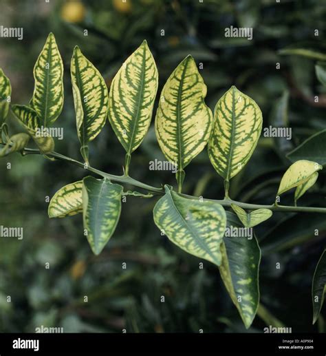 Zinc Deficiency In Plants Signs And Symptoms at Richard Armes blog - symptoms of zinc deficiency in plants
