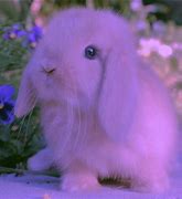 Image result for Black Born Bunnies