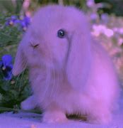 Image result for Cutest Bunnies