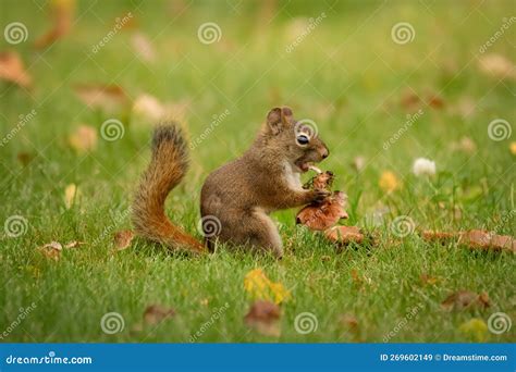 Red Squirrel is Eating a Mushroom in the Grass with Yellow Leaves Stock ...
