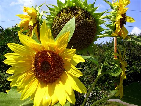 How to grow Sunflowers | Growing Sunflowers from seeds | Sunflower care ...
