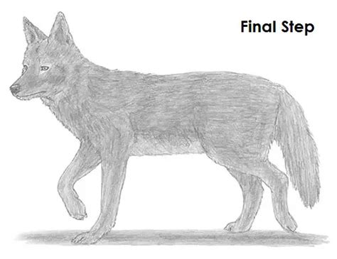 Simple Coyote Drawing