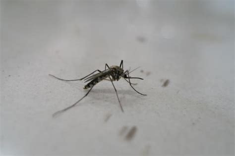 传播疟疾的蚊子__凤凰网