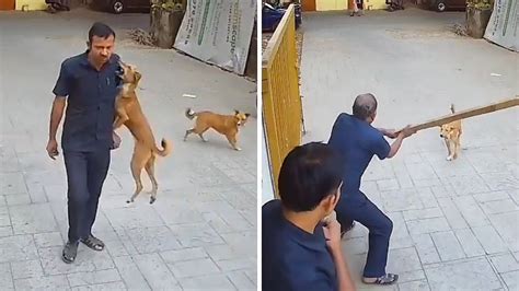 Mumbai: Terrifying Video Shows Stray Dog Lunging At Goregaon School ...