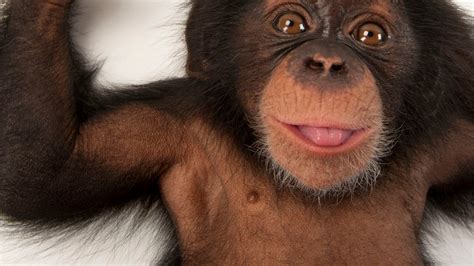 Down Syndrome Chimpanzee