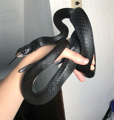 Black Racer Snake Northern Black Racer