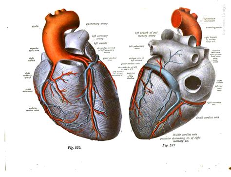 Cardiac Arteries Anatomy