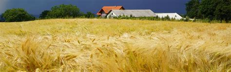 Download wallpaper field, houses, ears, section landscapes in ...