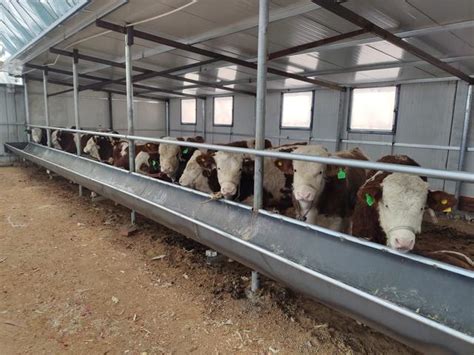 牛圈一般是根据养牛的多少而设计的，按照牛的头数和养殖规模建设 - 每日头条