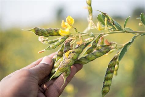 Pigeon Peas Production | Greenlife | 2025 Update