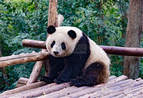 中华大熊猫-麻辣摄影-麻辣社区