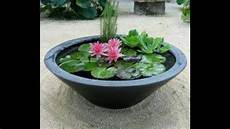 how to grow lotus from seed day lotus कमल plantation in 6 days how to grow lotus how to grow lotus from seed day lotus कमल plantation in 6 days how to grow lotus