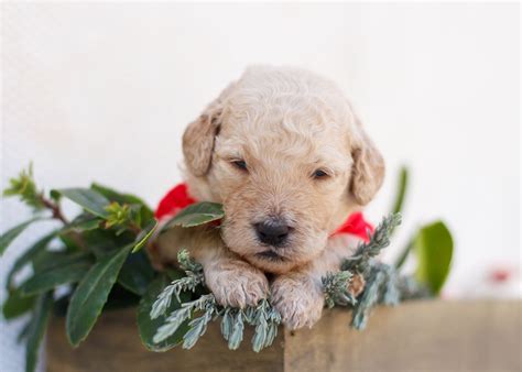What is a Labradoodle? Breeds, Traits & Life Expectancy - Daring Doodle