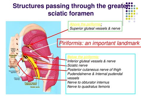 PPT - Gluteal Region Anatomy for Orthopedic Professionals PowerPoint Presentation - ID:9178379
