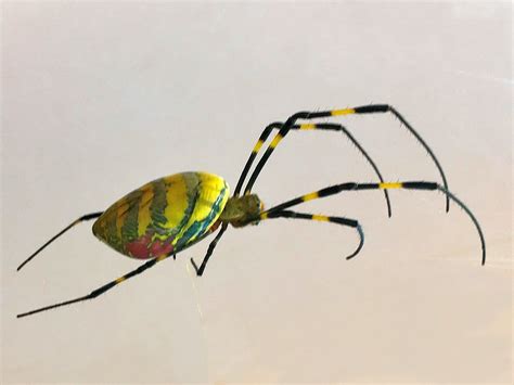 Golden Orb Weaver Spider Poisonous