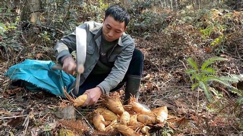 雨季唤醒了冬笋，挖笋看竹鞭农村父母教你一招，一挖一个准,三农,农村户外,好看视频