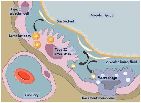 Artificial Pulmonary Surfactant