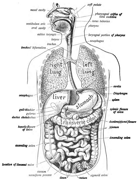 Abdominal Organs Diagram Visual – Anatomy System – Human Body Anatomy ...