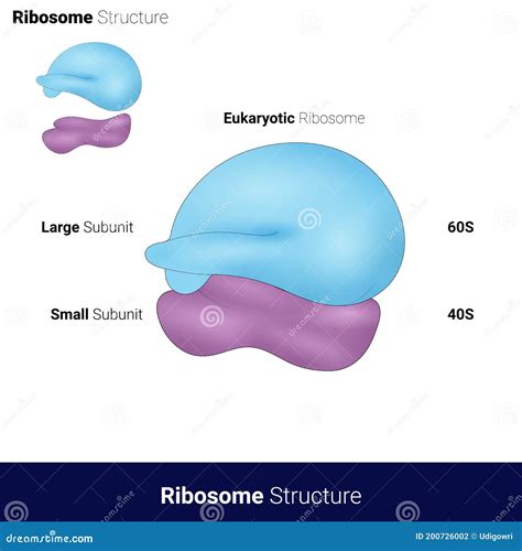 Structure Of Ribosomes Diagram