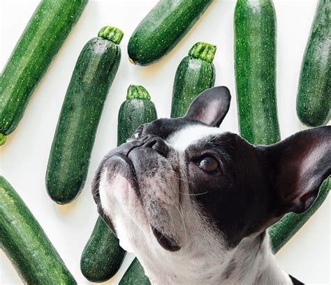 Can Dogs Eat Summer Squash?: The Ultimate Guide - Vet Advises