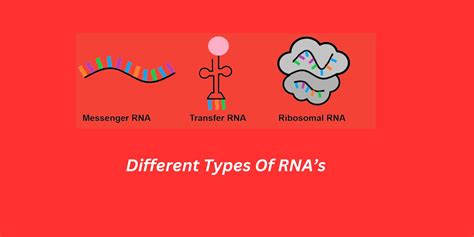 RNA Types 的图像结果